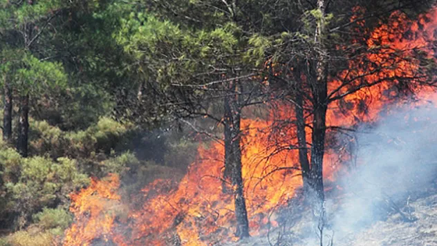 Fethiye'de orman yangını