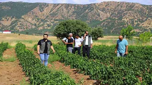 Bingöl'de sebze fideleri ile silajlık mısırlar denetlendi