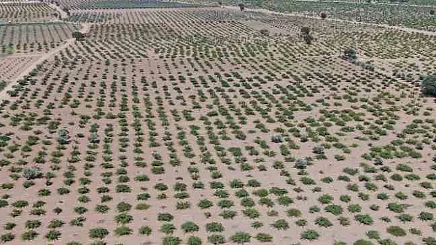 Deprem ve aşırı sıcaklar üzümdeki rekolteyi düşürdü