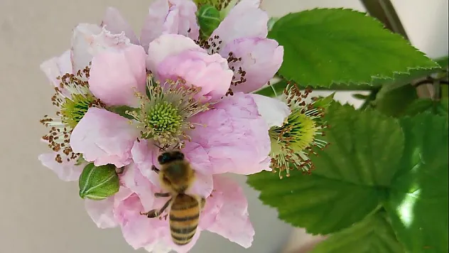 Arının soktuğu yeri kanatmayın!