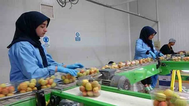 Avrupa'nın yaş kayısısı Malatya'dan