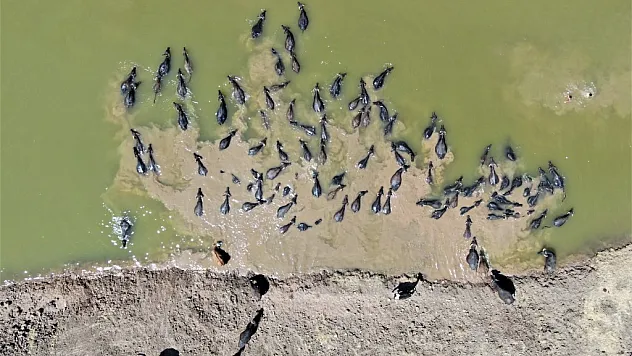 Diyarbakır'da Afrika'yı aratmayan görüntü