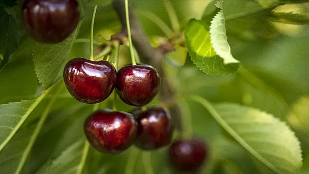 Türkiye'nin kiraz ihracatı 205 milyon dolara ulaştı