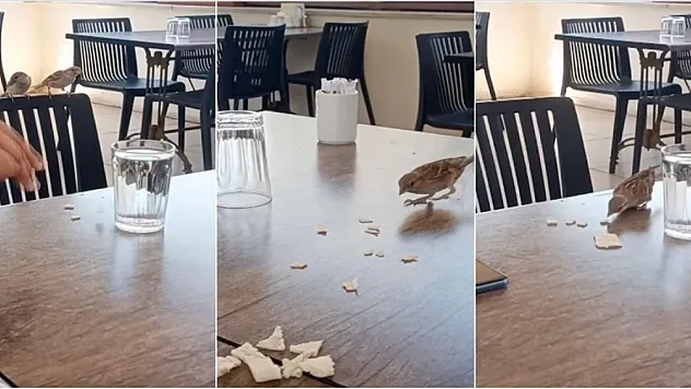 Amasya'da bir restoranda serçeler müşterilerin yemeklerine ortak oluyor