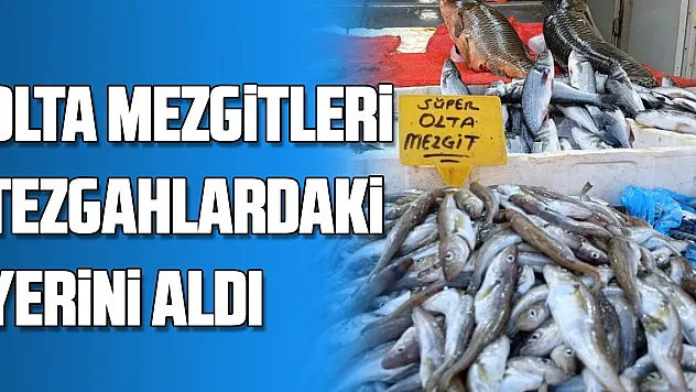 Olta mezgitleri tezgahlardaki yerini aldı