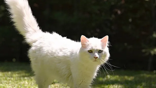 Ayasofya'ya ikinci Ankara kedisi 'patilerini' basacak