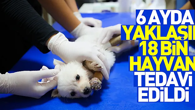 OMÜ Hayvan Hastanesi'nde 6 ayda yaklaşık 18 bin hayvan tedavi edildi