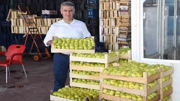 Aydın'ın milli meyvesi İncir, Avrupa'nın gözde meyvesi oldu