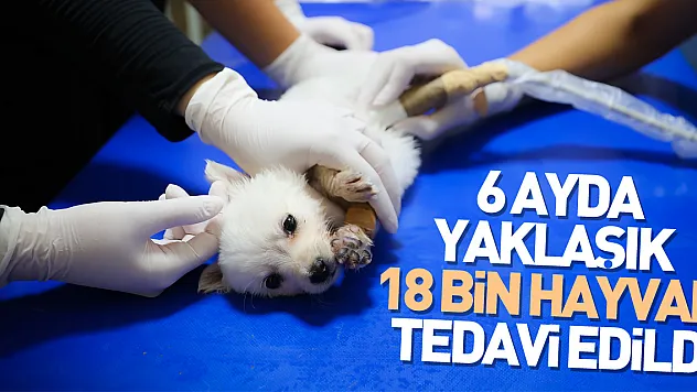 6 ayda yaklaşık 18 bin hayvan tedavi edildi