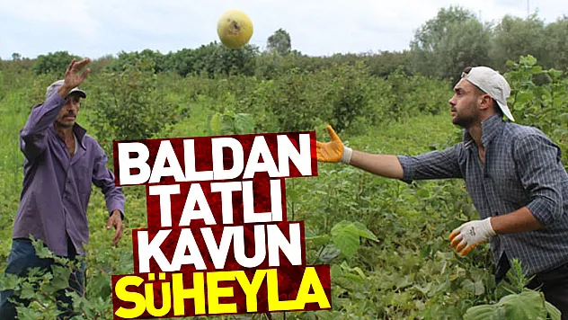 Baldan tatlı kavun: Süheyla