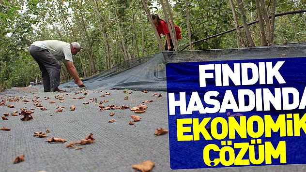 Fındık Hasadında Ekonomik Çözüm