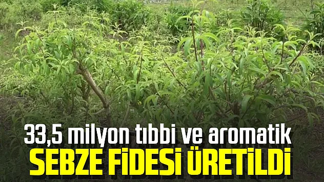 Samsun'da 33,5 milyon tıbbi ve aromatik sebze fidesi üretildi