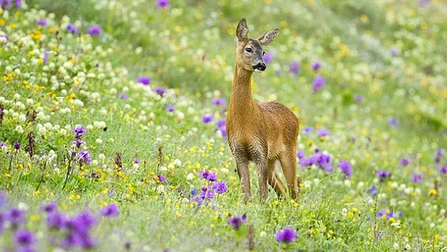 Türkiye'nin projeleri nesli tehlike altındaki hayvanları 'hayata bağlıyor'