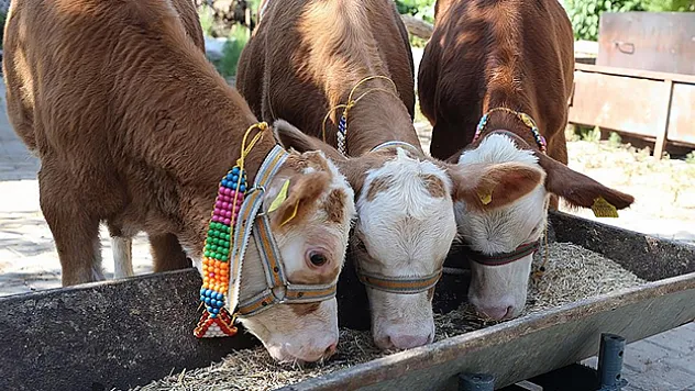Gaziantep'te üçüz doğan buzağılara özenle bakılıyor