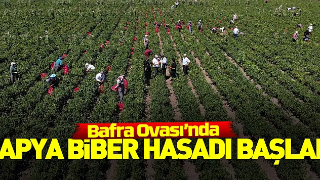 Bafra Ovası'nda kapya biber hasadı başladı