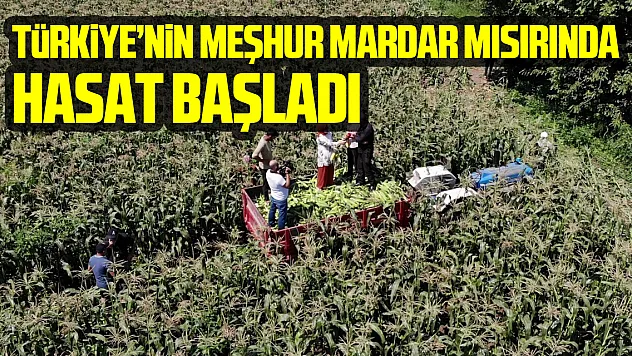 Türkiye'nin meşhur Mardar mısırında hasat başladı