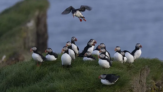 Çatal kuyruklu fırtına kırlangıcının peşinde 'dünyadaki en izole eve' konuk oldu