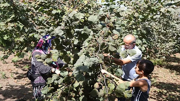 Fındık üreticileri maliyetleri düşürmek için mahsulünü torunlarıyla topluyor