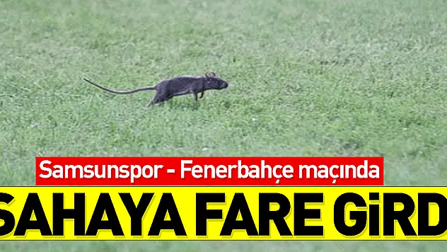 Samsunspor - Fenerbahçe maçında sahaya fare girdi