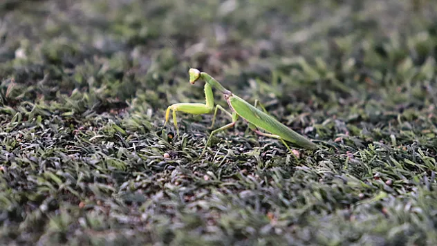 Samsunspor - Fenerbahçe maçında statta farenin yanı sıra 'peygamber devesi' de görüldü