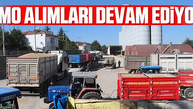 Havza'da TMO alımları devam ediyor