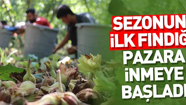 Terme'de üretici topladığı fındığı pazara indirmeye başladı