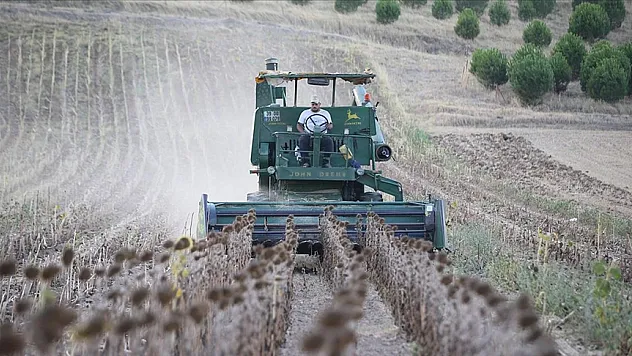 Ayçiçeğinde hasat devam ediyor
