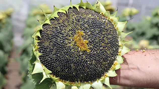 Edirne'de kuraklık ve hastalıklara dayanıklı 3 yeni ayçiçeği çeşidi geliştirildi