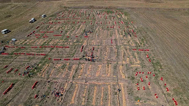 Soğanın başkenti Polatlı'da yazlık sökümünde sona gelindi