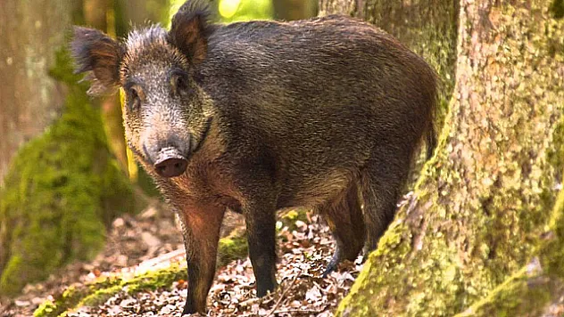 Asarcık'ta domuz sürüleri fındık bahçelerine zarar verdi