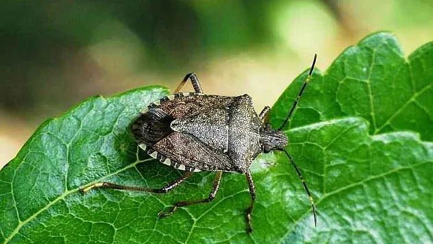 Terme'de fındık üreticilerine tarım zararlısı 'kahverengi kokarca' uyarısı