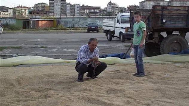 Çeltikte verim memnun etti