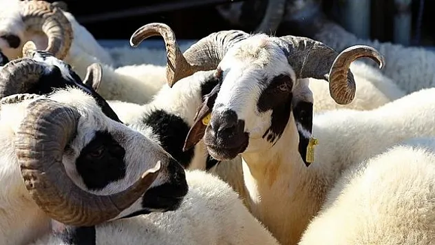 Üreticiler, tarımsal desteklerin erken ödenmesi kararını olumlu karşıladı
