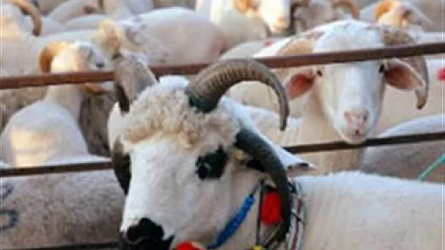 Kurbanlık fiyatları cep yakacak