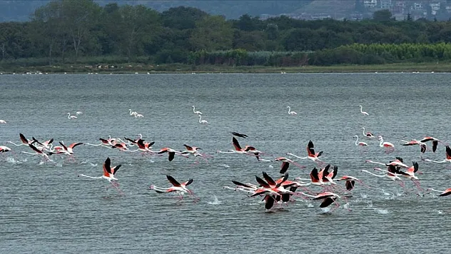 Yalova'da 254 kuş türüne ev sahipliği yapan Hersek Lagünü 'kış kuşları'nı ağırlamaya başladı