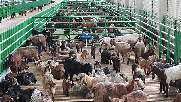 IPARD destekleriyle kırsalda 12 yılda 98 milyar liralık yatırım hayata geçirildi