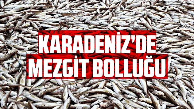 Karadenizli balıkçılar yeni sezona mezgit bereketiyle başladı