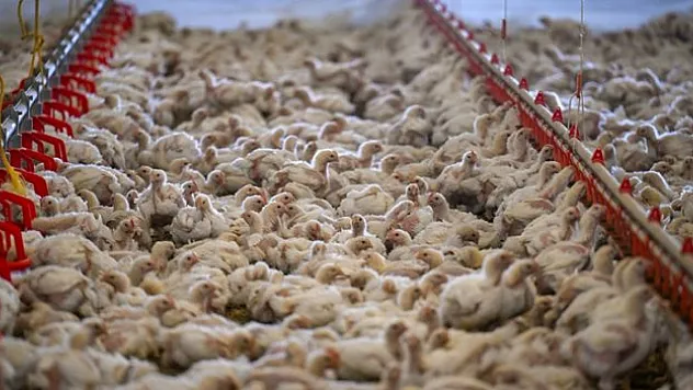 Tavuk eti üretimi temmuzda yıllık bazda yüzde 3,3 arttı