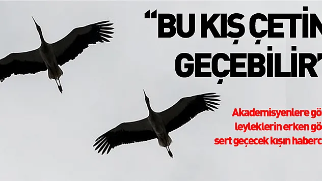 Akademisyenlere göre leyleklerin erken göçü sert geçecek kışın habercisi