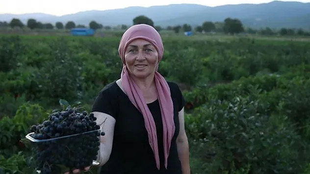 Kadın muhtar 'süper meyve'yi köyüne kazandırdı