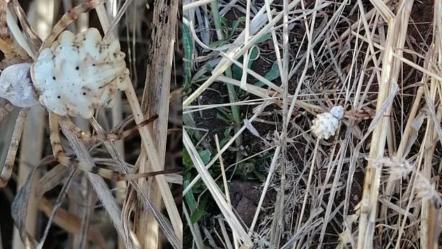 Bu kez Sivas'ta ortaya çıktı