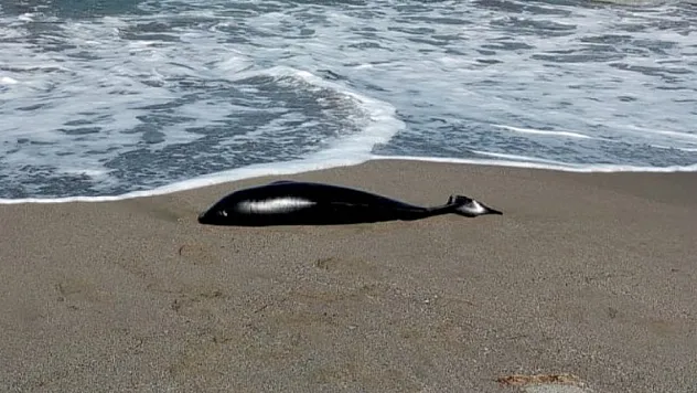 Ölü yunus karaya vurdu