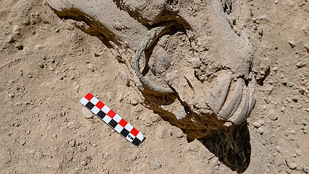 Çavuştepe Kalesi'nde çenesinde bronz gem olan at iskeleti bulundu