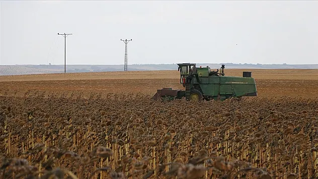 Yerli hibrit ayçiçeğinde hasat sürüyor