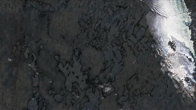 Sıcaklıkla birleşen faktörler Marmara Denizi'nde tombik balığı sayısını artırıyor