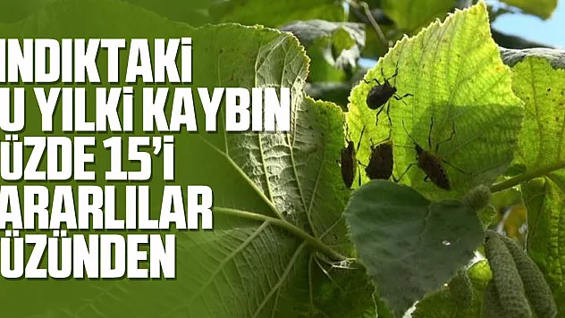 Fındıktaki bu yılki kaybın yüzde 15'i zararlılar yüzünden