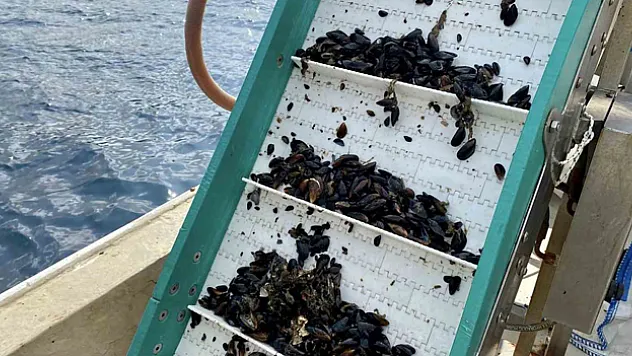 Bandırma'da midye hasadı yapıldı