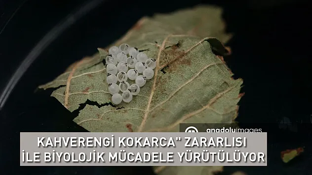 'Kahverengi kokarca' zararlısı ile biyolojik mücadele yürütülüyor