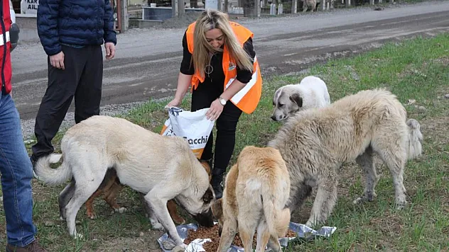 Atakum Belediyesi'nden patili dostlara 32 ton mama desteği