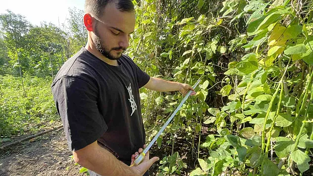Endonezya'dan getirdi, taleplere yetişemiyor